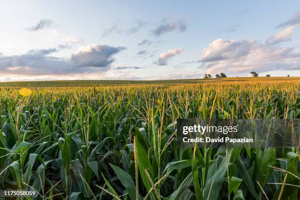 the sunsets over cornfields - agriculture field foto e immagini stock