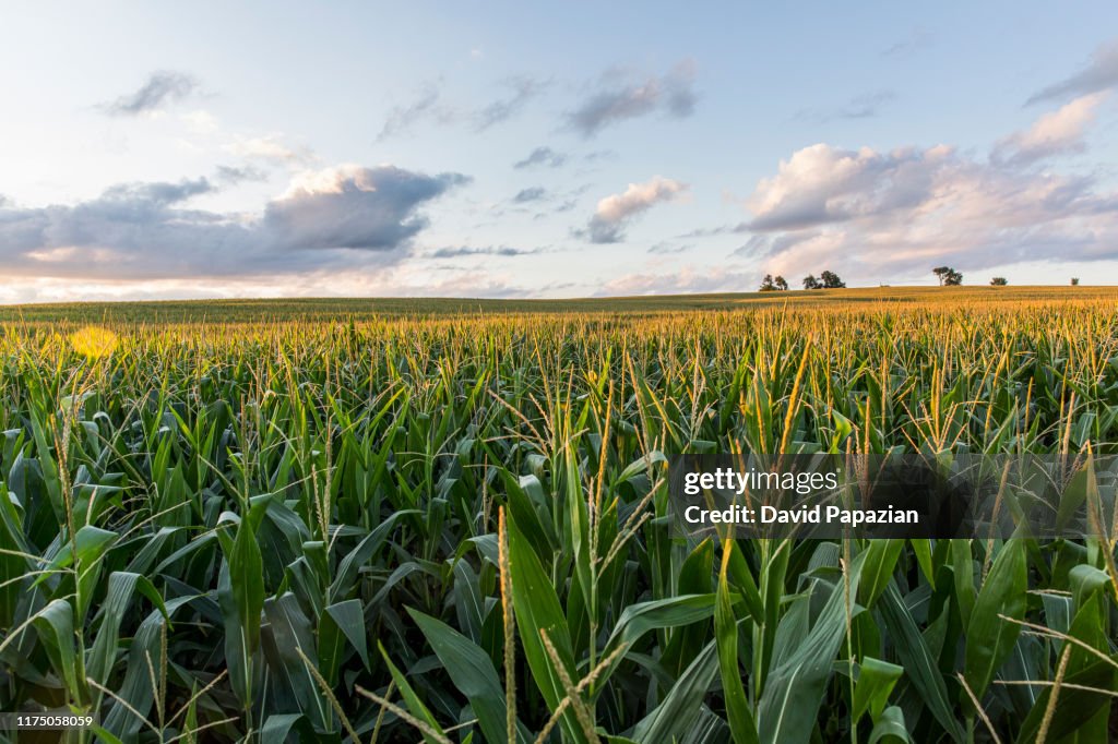 The sunsets over cornfields