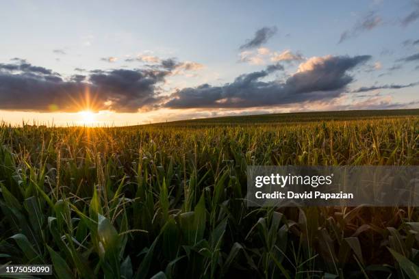 Iowa Cornfields 677 Iowa Corn Fields Stock Photos, High-Res Pictures, and Images ...