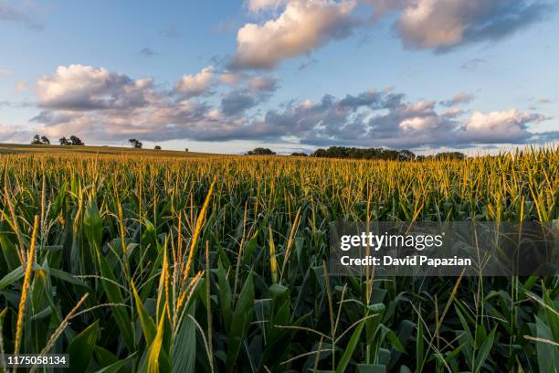 Iowa Cornfields 855 Iowa Corn Field Stock Photos, High-Res Pictures, and Images - Getty ...