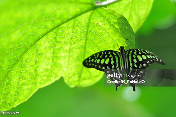 Insect Dynamic Scenes 5,669 Insect Dynamic Stock Photos, High-Res Pictures, and Images ...