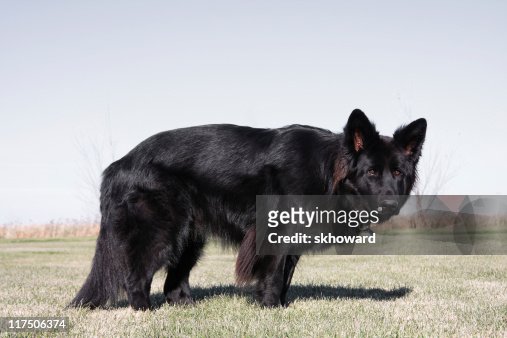37 Long Haired Black German Shepherd Photos and Premium High Res Pictures -  Getty Images