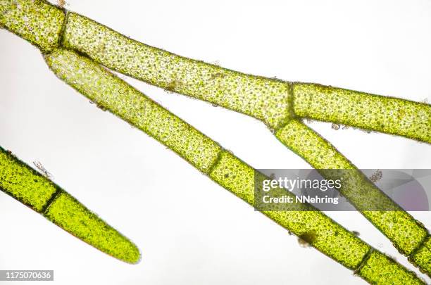 micrograph of marine green algae, cladophora species - cladophora stock pictures, royalty-free photos & images