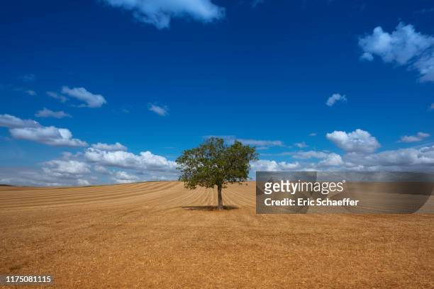 alone tree in center - midsection stock pictures, royalty-free photos & images