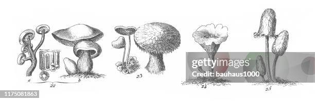 fungi, jussieu's classification of plants, representatives of the algae, fungi, bryophyta, polypodiophyta and other nonflowering plants engraving antique illustration, published 1851 - toadstool stock illustrations