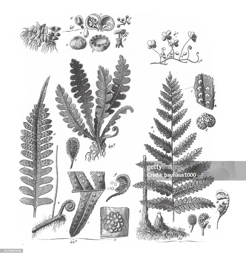 Polypodium Vulgare, Aspidium Filix Mas, Representatives of the Algae, Fungi, Bryophyta, Polypodiophyta and other Nonflowering plants Engraving Antique Illustration, Published 1851
