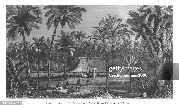kakao palme, dattelpalme, sago palm, sago-baum, areca palm, habitat-gruppierung und reproduktive teile von verschiedenen woody monocots, vor allem palmen und cycads gravur antike illustration, veröffentlicht 1851 - cycad stock-grafiken, -clipart, -cartoons und -symbole