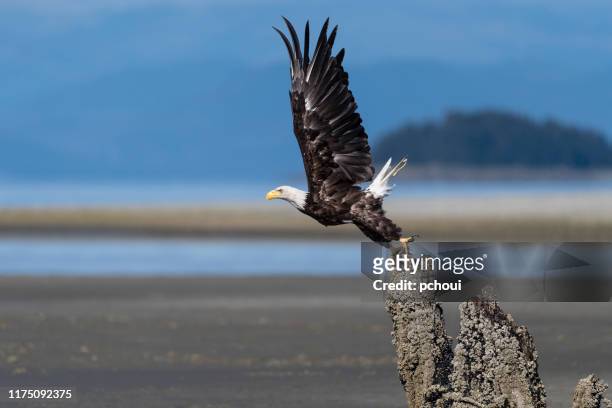 bald eagle, haliaeetus leucocephalus, in alaska. nationale vogel van de verenigde staten van amerika. - alaska location stockfoto's en -beelden