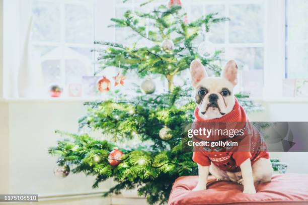 cute french bulldog in christmas jumper posing by christmas tree - christmas puppy stock pictures, royalty-free photos & images