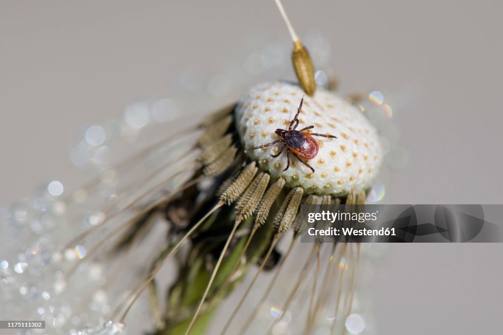 Tick on dandelion head