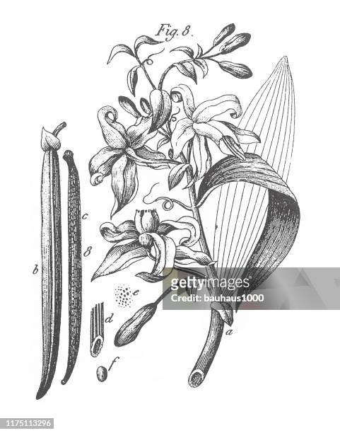 vanilla aromatica, vanilla, aromatic plants engraving antique illustration, published 1851 - vanilla stock illustrations