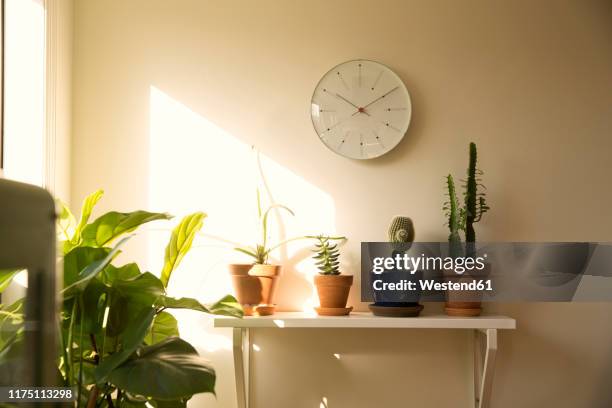 wall clock and potted plants on shelf in a living room - wanduhr stock-fotos und bilder