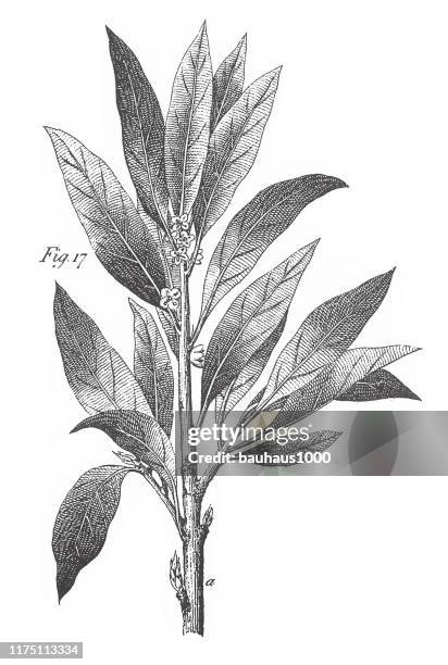 victor's laurel, aromatic plants engraving antique illustration, published 1851 - bay leaf white background stock illustrations