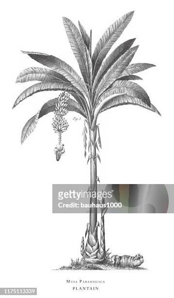 plantain, aromatic plants engraving antique illustration, published 1851 - banana tree leaf stock illustrations