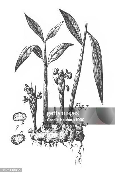 aromatic plants engraving antique illustration, published 1851 - ginger bush stock illustrations