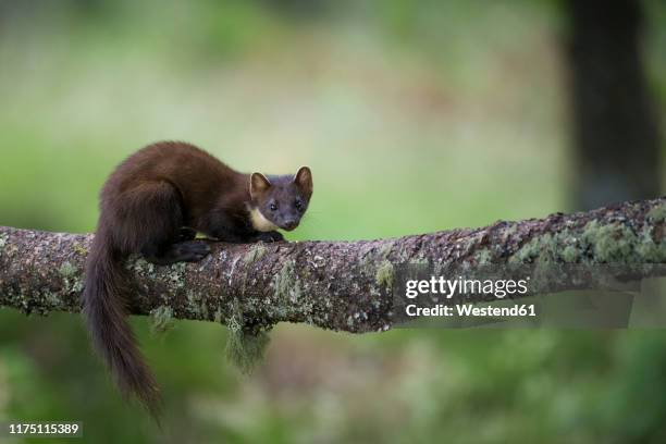 portrait of pine marten crouching on tree trunk - martes stock-fotos und bilder