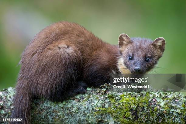 portrait of pine marten on tree trunk - martens stock pictures, royalty-free photos & images