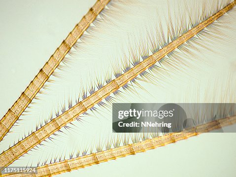 Mayfly Microscope Micrograph Of Mayfly Nymph Tail High-Res Stock Photo - Getty Images