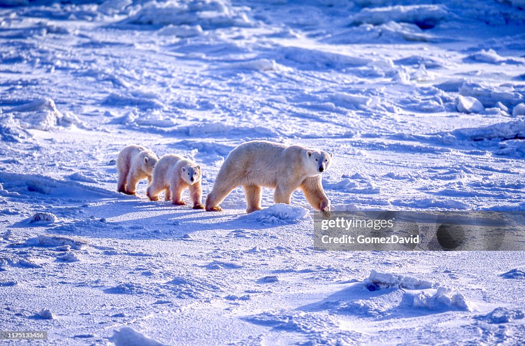 ホッキョクグマの母と氷のハドソン湾の2匹のカブス