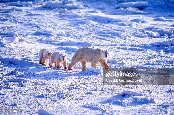 polar bear mother and two cubs on icy hudson bay - manitoba stock pictures, royalty-free photos & images