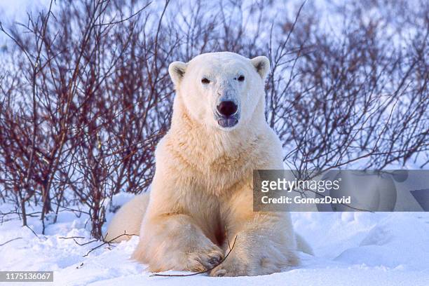 one wild polar bear in churchill willows - polar bear stock pictures, royalty-free photos & images