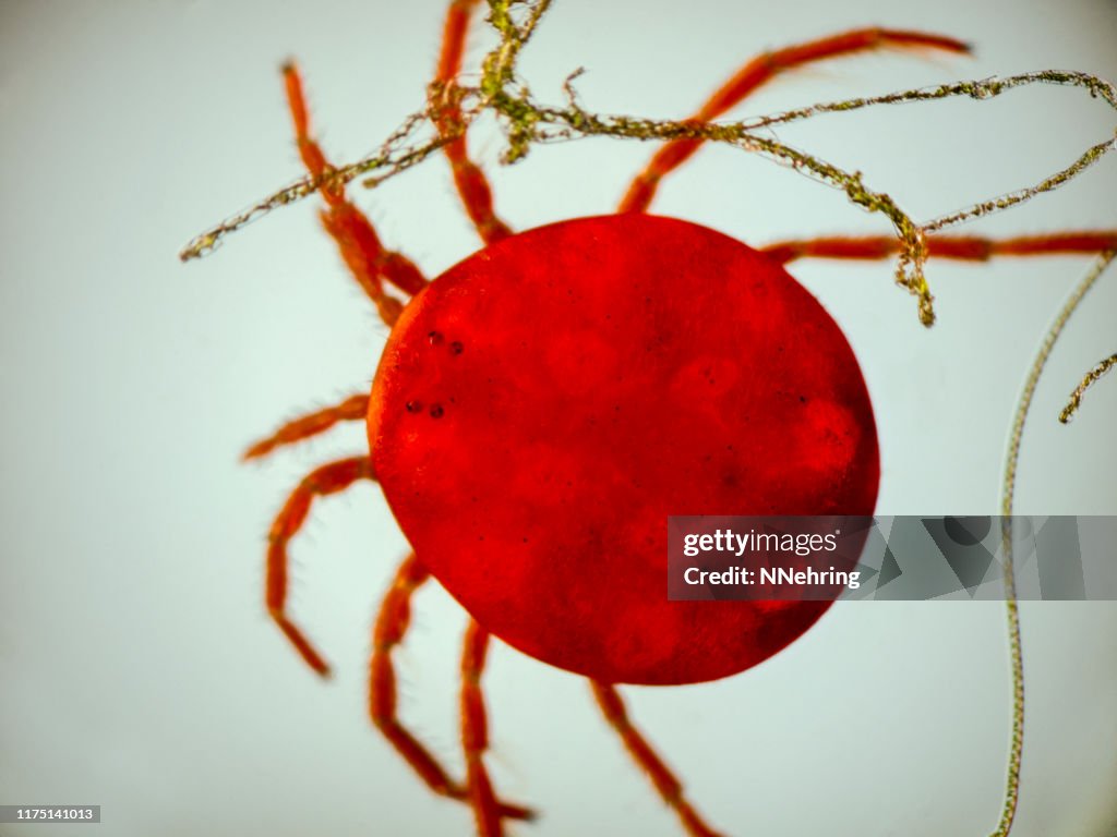 Micrograph of red water mite