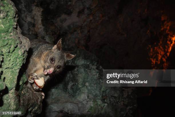 possums eat fruit - sugar glider stock pictures, royalty-free photos & images