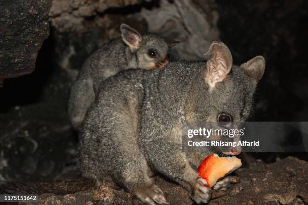 possums eat fruit - sugar glider stock pictures, royalty-free photos & images