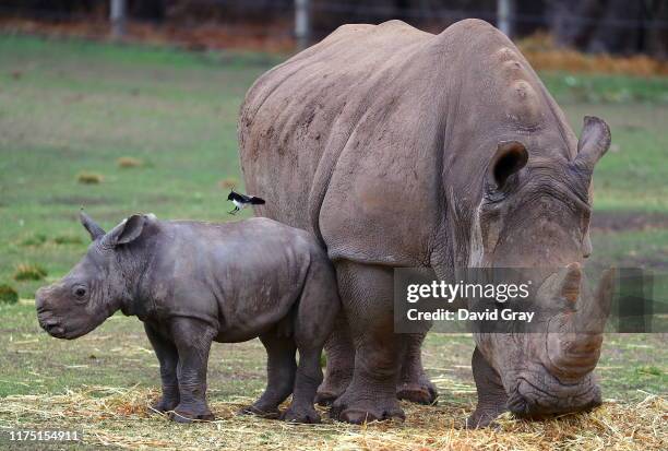 Bird sits atop a White Rhino calf as it stands next to its Mother in an enclosure at Taronga Western Plains Zoo on September 17, 2019 in Dubbo,...