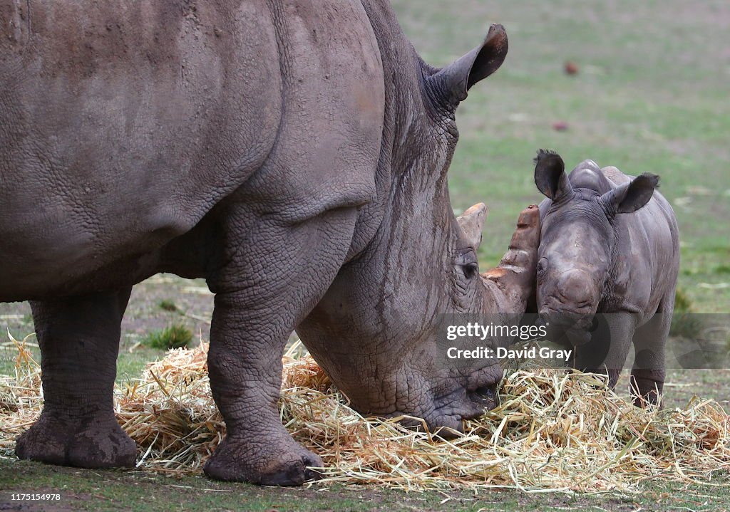 Taronga Western Plains Zoo Welcomes Baby White Rhino