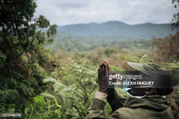 Ranger from Kahuzi-Biega National Park in northeastern Democratic Republic of Congo calls the Grauers gorillas around him, in the forest sheltering...