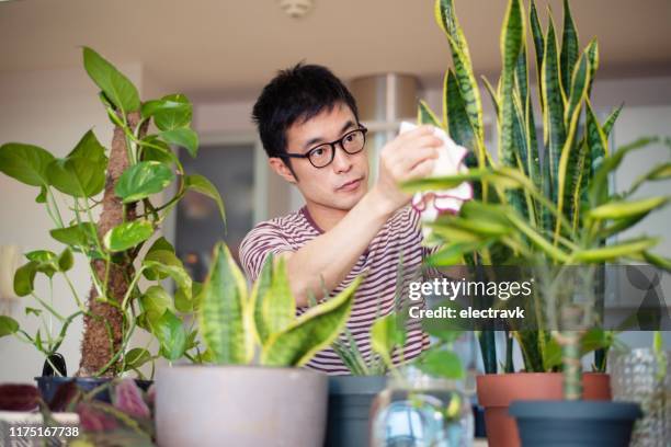 彼の屋内植物の世話をする男 - sansevieria ストックフォトと画像