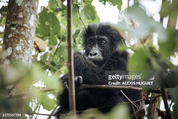 Baby Grauer's gorilla, a critically endangered species, plays in the forest of Kahuzi-Biega National Park in northeastern Democratic Republic of...