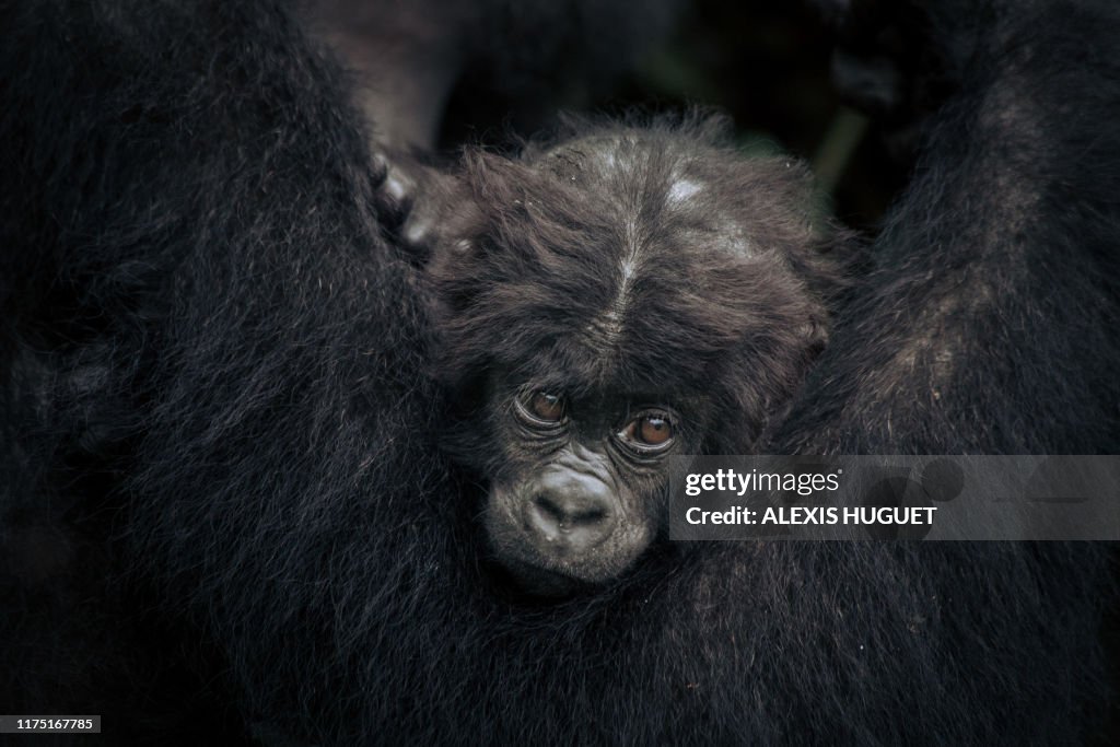 TOPSHOT-DRCONGO-UNREST-GORILLAS-PYGMIES