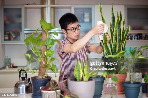 man caring for his indoor plants - sansevieria stock pictures, royalty-free photos & images