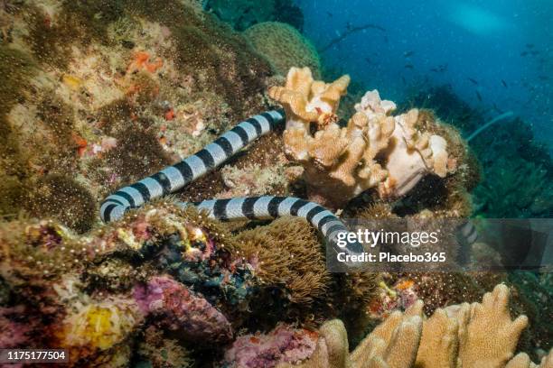 underwater banded sea snake krait (laticauda colubrina) on coral reef - sea snakes imagens e fotografias de stock