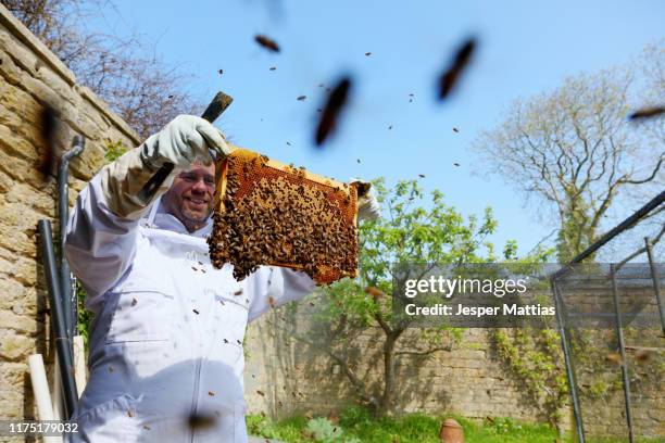 male beekeeper inspecting honeycomb frame in walled garden - beekeeping stock pictures, royalty-free photos & images