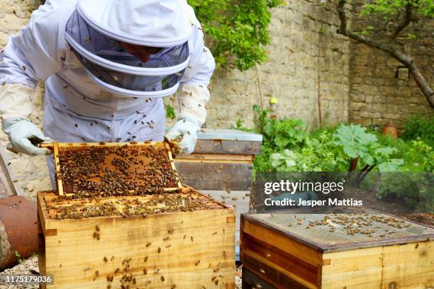 male beekeeper inspecting honeycomb frame in walled garden - beekeeper tending hives stock pictures, royalty-free photos & images