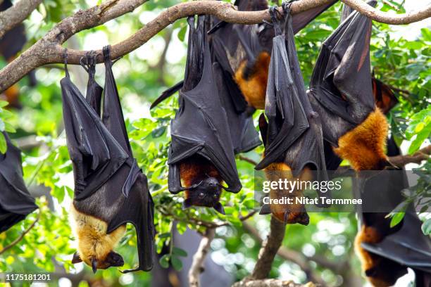 the lyle's flying fox ( pteropus lylei ) bat. is a species of flying fox in the family pteropodidae. it is found in cambodia, thailand and vietnam. - bat animal stockfoto's en -beelden