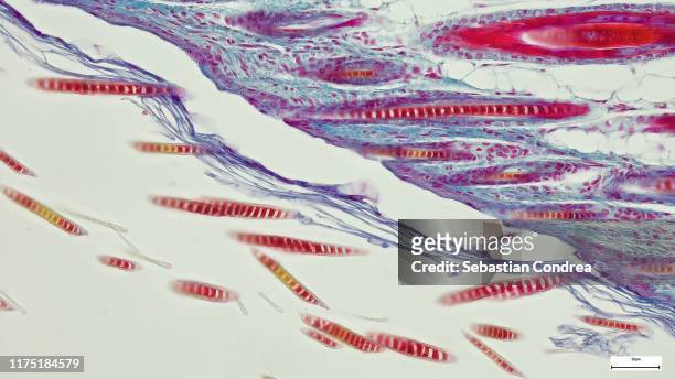 education anatomy and histological sample simple columnar epithelium tissue under the microscope, organ, tegument with hairs,  coloration, knees, elbow, bone of mouse animal. - gal stockfoto's en -beelden