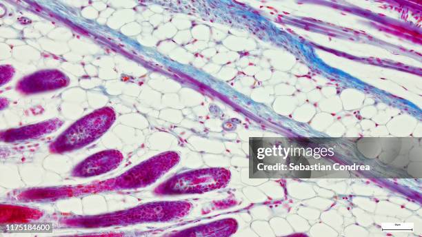 biological mouse tissue, from the bone area, education anatomy and histological sample simple columnar epithelium tissue under the microscope. stock photo - tejido epitelial fotografías e imágenes de stock