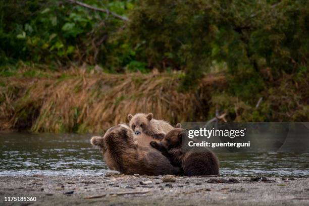 mother is breastfeeding baby brown bears, kurile lake, kamchatka - brown bear stock pictures, royalty-free photos & images