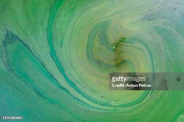 blooming green water. green algae polluted river, aerial view - slime stockfoto's en -beelden