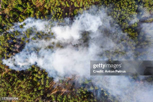 Java Tree Photos and Premium High Res Pictures - Getty Images