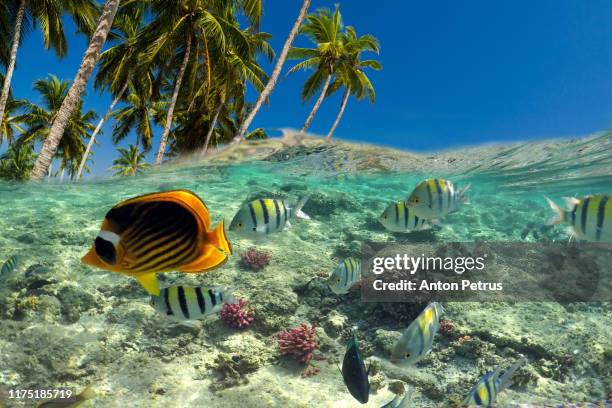 underwater scene with tropical fishes. snorkeling in the tropical sea - malediven stock-fotos und bilder