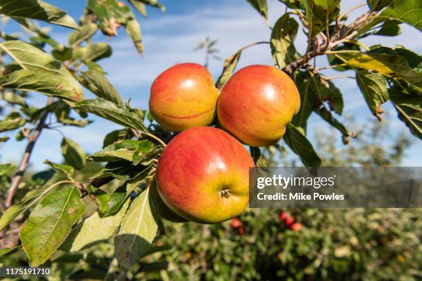 apple cox's orange pippin. norfolk. uk - apple tree stock pictures, royalty-free photos & images