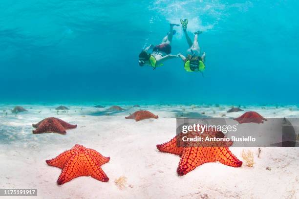 snorkelling with starfish - honduras 個照片及圖片檔