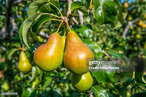 pear concord fruit on tree. norfolk. uk - pera fotografías e imágenes de stock