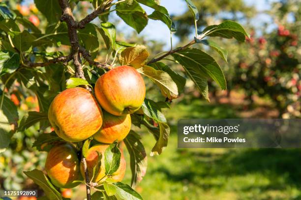 apple laxton fruit on tree. norfolk.uk - albero da frutto foto e immagini stock
