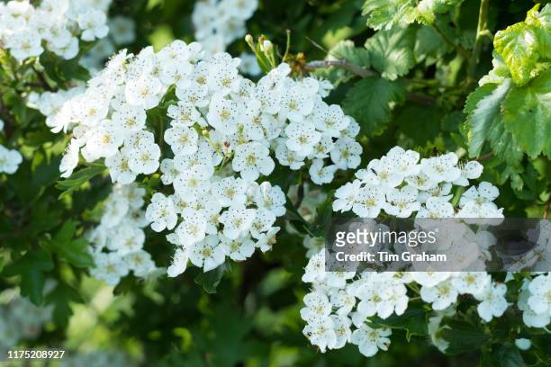 Blossom of Common Hawthorn - Crataegus monogyna -spectacular elegant white blooms in late spring, early summer , the Oxfordshire Cotswolds, United...